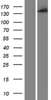 CYFIP1 Human Over-expression Lysates NM_014608