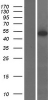 ETEA (FAF2) Human Over-expression Lysates NM_014613