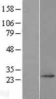 ls023201 fam168a human over expression lysates nm 015159 wb testing 1