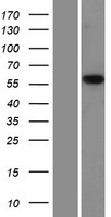 ls023203 pmpca human over expression lysates nm 015160 wb testing 1