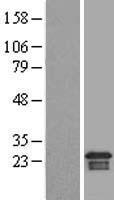 ls023204 armer arl6ip1 human over expression lysates nm 015161 wb testing 1