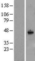 SYT11 Human Over-expression Lysates NM_152280