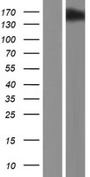 RRP12 Human Over-expression Lysates NM_015179