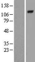 PLCL2 Human Over-expression Lysates NM_015184