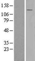 SEL1L3 Human Over-expression Lysates NM_015187