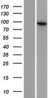 EXOC6B Human Over-expression Lysates NM_015189