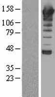 ls023236 phospholipase c beta 1 plcb1 human over expression lysates nm 015192 wb testing 1