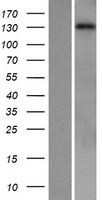 ls023236 phospholipase c beta 1 plcb1 human over expression lysates nm 182734 wb testing 2