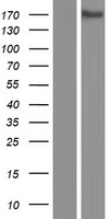 TMEM131L (KIAA0922) Human Over-expression Lysates NM_015196