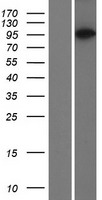 PACS2 Human Over-expression Lysates NM_001100913