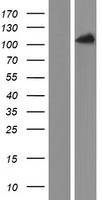 PACS2 Human Over-expression Lysates NM_015197