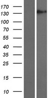 Cordon bleu homolog (COBL) Human Over-expression Lysates NM_015198