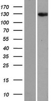 ANKRD28 Human Over-expression Lysates NM_015199