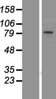 BOP1 Human Over-expression Lysates NM_015201