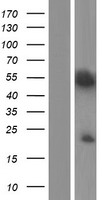 ls023254 kazrin kazn human over expression lysates nm 001018000 wb testing 3