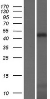 ls023254 kazrin kazn human over expression lysates nm 015209 wb testing 1