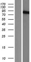 ls023254 kazrin kazn human over expression lysates nm 201628 wb testing 2