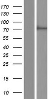 SCFD1 Human Over-expression Lysates NM_016106