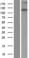 ZC3H7B Human Over-expression Lysates NM_017590
