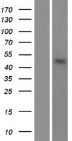 POFUT2 Human Over-expression Lysates NM_015227