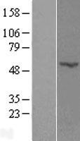 POFUT2 Human Over-expression Lysates NM_133635