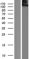 KIAA0664 (CLUH) Human Over-expression Lysates NM_015229