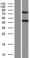MTUS2 Human Over-expression Lysates NM_015233