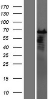 CSTF2T Human Over-expression Lysates NM_015235