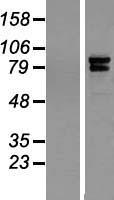 ls023288 iqce human over expression lysates nm 152558 wb testing 1