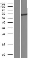 ls023291 beta trcp2 fbxw11 human over expression lysates nm 012300 wb testing 3
