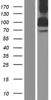 ls023299 bicd2 human over expression lysates nm 001003800 wb testing 2