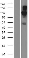 ls023299 bicd2 human over expression lysates nm 015250 wb testing 1