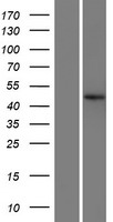 ls023313 c22orf9 kiaa0930 human over expression lysates nm 015264 wb testing 1