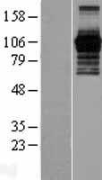 ls023338 phf15 jade2 human over expression lysates nm 015288 wb testing 1