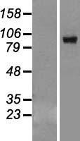 VPS39 Human Over-expression Lysates NM_015289