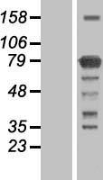 KIAA0323 (KHNYN) Human Over-expression Lysates NM_015299