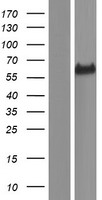 ls023359 fam189a1 human over expression lysates nm 015307 wb testing 1