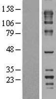 ls023360 fnbp4 human over expression lysates nm 015308 wb testing 1