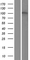 ls023361 znf629 human over expression lysates nm 001080417 wb testing 1