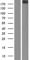OBSL1 Human Over-expression Lysates NM_015311