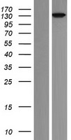 ls023370 p114rhogef arhgef18 human over expression lysates nm 001130955 wb testing 1