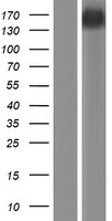 TENC1 (TNS2) Human Over-expression Lysates NM_015319