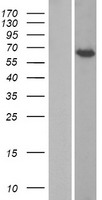 TORC1 (CRTC1) Human Over-expression Lysates NM_001098482