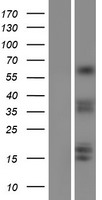 TORC1 (CRTC1) Human Over-expression Lysates NM_015321