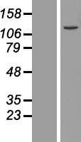 ls023376 ufl1 human over expression lysates nm 015323 wb testing 1