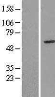 RRP8 Human Over-expression Lysates NM_015324