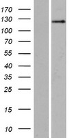 SRGAP2 Human Over-expression Lysates NM_015326