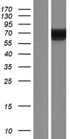 ls023382 ahcyl2 human over expression lysates nm 001130720 wb testing 2