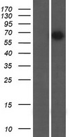 ls023382 ahcyl2 human over expression lysates nm 015328 wb testing 1