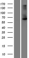 Scc4 (MAU2) Human Over-expression Lysates NM_015329